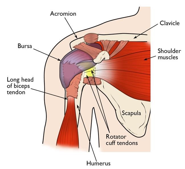Shoulder Impingement and Rotator Cuff Tendinitis