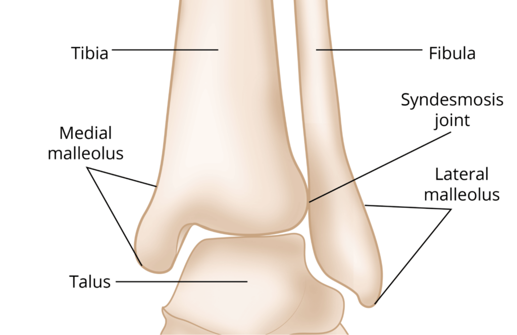 anatomy of ankle
